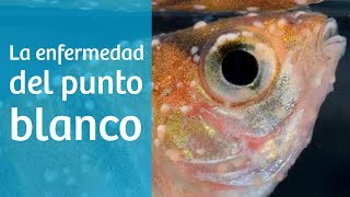 Punto blanco · Causas síntomas y tratamiento del acuario 🔬 [upl. by Aelahs]