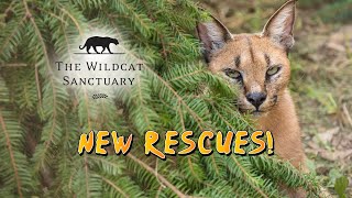 4 WILD CATS SAVED Rescue Recap  The Wildcat Sanctuary [upl. by Celestyna]