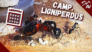 Camponotus Ligniperdus  Carpenter Ant Colony Update 2021 [upl. by Vilma]