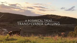 Transylvania calling [upl. by Nalek]