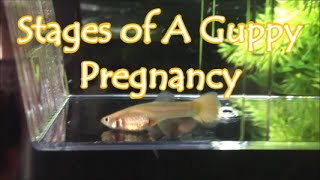 Stages of A Guppy Pregnancy [upl. by Lamag]