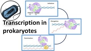 Prokaryotic Transcription overview [upl. by Aizirk780]