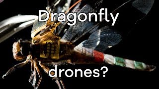 Living dragonfly drones take flight  BBC Click [upl. by Minette]