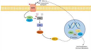 Ras Raf MAPK Pathway and Cancer  Mutations Cancer Pathogenesis and Chemotherapy [upl. by Verdie334]