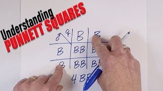 Understanding Punnett Squares [upl. by Kjersti]