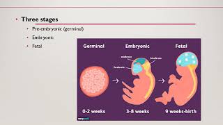 Fetal Development  Nursing Lecture [upl. by Bevers]