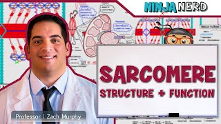 Musculoskeletal System  Sarcomere Structure Actin amp Myosin [upl. by Notyalk]