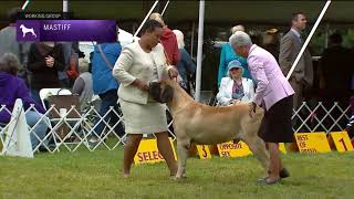 Mastiffs  Breed Judging 2022 [upl. by Hardan840]