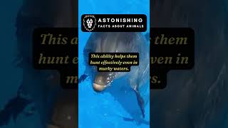 Dolphin Echolocation Explained [upl. by Ackler]