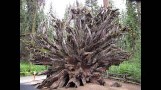 Giant Sequoia Tree Root System Sequoia National ParkA Cool Perspective [upl. by Fanestil336]