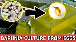 HOW TO HATCH DAPHNIA EGGS  HOW TO CULTURE DAPHNIA [upl. by Ttegdirb]