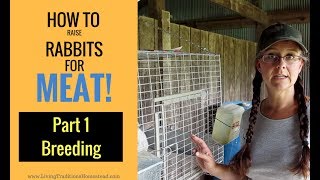 How to Raise Rabbits for Meat Part 1 Breeding [upl. by Llewon]