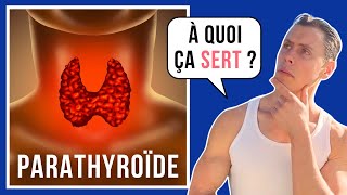 Tout savoir sur les Parathyroïdes  système endocrinien 03 [upl. by Asek777]