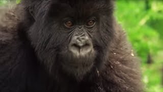 Meet This Family of Mountain Gorillas  Cousins  BBC Earth [upl. by Sirromad]