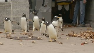 Penguins On Parade At Pittsburgh Zoo And PPG Aquarium [upl. by Tish12]