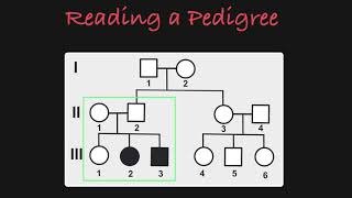 How to Read a Pedigree [upl. by Ailaro]