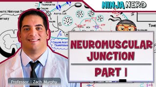 Musculoskeletal System  Neuromuscular Junction  Neuromuscular Transmission Part 1 [upl. by Ahseela893]