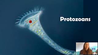 Protozoans [upl. by Modern]