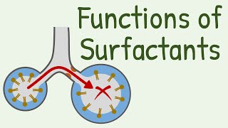 Functions of Surfactants in Alveoli [upl. by Zantos]