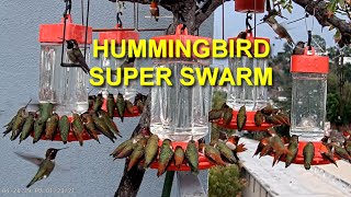 Biggest Hummingbird Swarm You Have Ever Seen [upl. by Savihc]