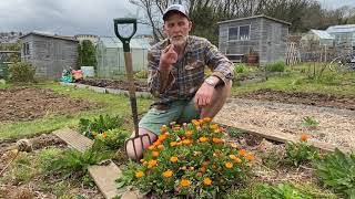 Calendula  a fantastic companion plant for your veg garden [upl. by Aehsa]