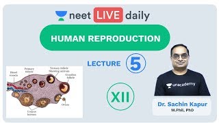 Human Reproduction  Lecture 5  Class 12  Unacademy NEET  LIVE DAILY  NEET Biology  Dr Sachin [upl. by Annabella]