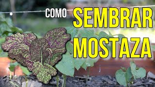 COMO SEMBRAR MOSTAZA [upl. by Chi]