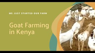 Starting Goat Farming in Kenya Essential Tips and Insights  We Just Started Our Farm [upl. by Smallman175]