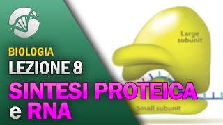 BIOLOGIA  Lezione 8  Sintesi Proteica e RNA [upl. by Lipp842]