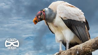 Why our Ecosystem Depends on Vultures I Climate Heroes [upl. by Ardnuhsor983]