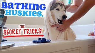 THE SECRET To Bathing A Siberian Husky Dog [upl. by La]