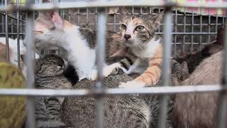 Vietnam’s Cruel Cat Meat Trade  FOUR PAWS  wwwfourpawsorg [upl. by Fanechka720]