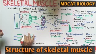 Skeletal muscle structure  NMDCAT 2021 [upl. by Leitnahs695]