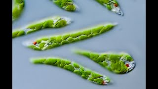 Euglena under microscope [upl. by Airbas]