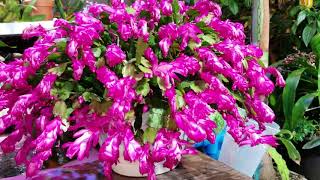 ThanksgivingChristmas amp Easter Cactus  Bloom Encouragement [upl. by Imij]