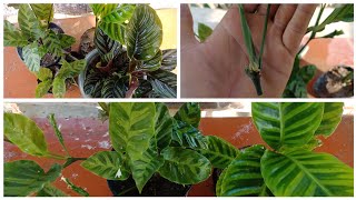 Calathea Plant Care How To Propagate Calathea Plant [upl. by Lalib179]