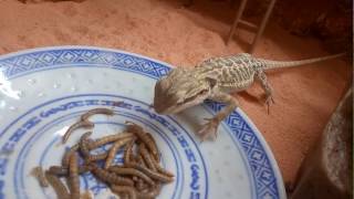 Pogona vitticeps juvénile qui mange des vers de farine [upl. by Iveson]