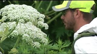 Giant hogweed removal [upl. by Taggart]