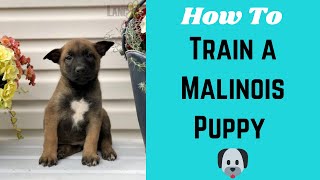 How to Train a Belgian Malinois Puppy Puppy Training Basics 🐶 [upl. by Ahsote]