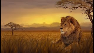 Lion King Takes Over a New Pride  National Geographic Wild Documentary HD [upl. by Norved]