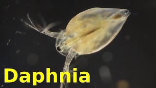 Daphnia [upl. by Idnahs]