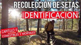 🍄 CÓMO IDENTIFICAR las setas comestibles toxicas y mortales  GUÍA COMPLETA [upl. by Tollman562]