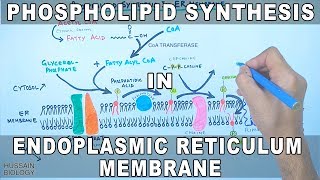 Phospholipid Synthesis in Endoplasmic Reticulum Membrane [upl. by Martelle611]