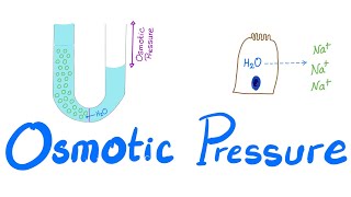 Osmotic Pressure  Osmosis  Colligative property  Physiology Series [upl. by Millda514]