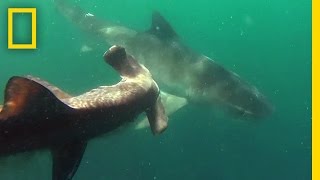 Tiger Shark vs Hammerhead Shark  National Geographic [upl. by Jeannie989]