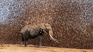 Locusts swarm Egypt [upl. by Enelia554]