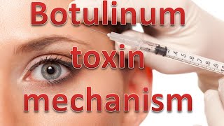 Botulinum toxin mechanism [upl. by Enitsej585]