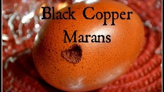 Black Copper Marans amp Chocolate Eggs [upl. by Ecnerwaled852]