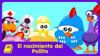 Gallina Pintadita Mini  Historieta  El Nacimiento del Pollito [upl. by Rolat]