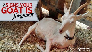 7 Goat Pregnancy Signs [upl. by Eikcir]